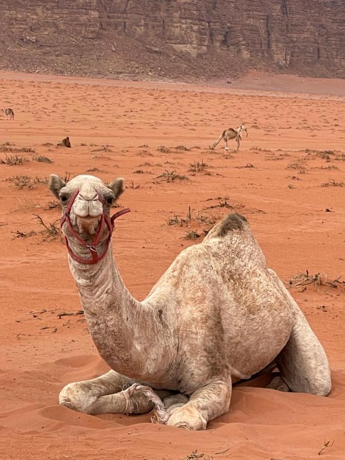 Khaled's Camp * Wadi Rum